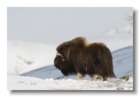 Musk Ox_ANL_8274